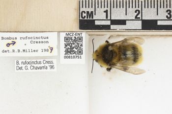 Media type: image;   Entomology 810751 Aspect: labels
